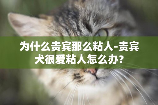 為什么貴賓那么粘人-貴賓犬很愛粘人怎么辦？