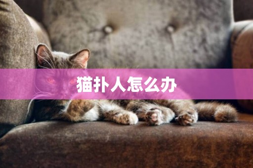 貓撲人怎么辦