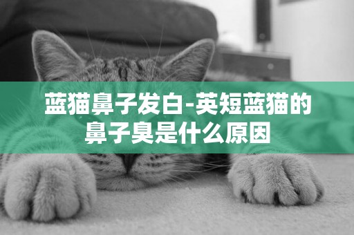 藍貓鼻子發白-英短藍貓的鼻子臭是什么原因