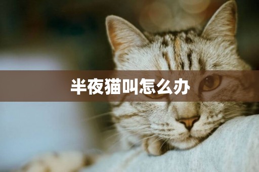 半夜貓叫怎么辦