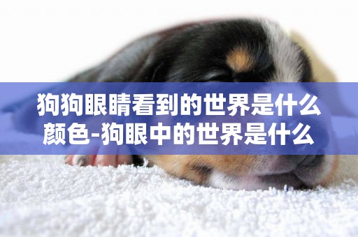 狗狗眼睛看到的世界是什么顏色-狗眼中的世界是什么顏色？