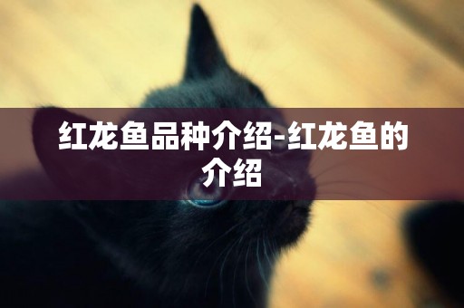 紅龍魚品種介紹-紅龍魚的介紹