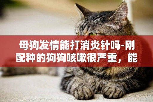母狗發情能打消炎針嗎-剛配種的狗狗咳嗽很嚴重，能打消炎針嗎