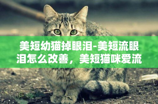 美短幼貓掉眼淚-美短流眼淚怎么改善，美短貓咪愛流眼淚嗎