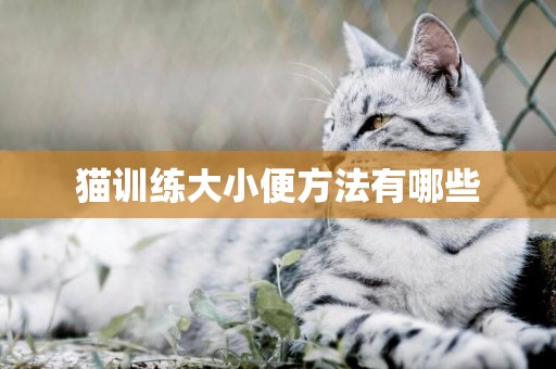 貓訓練大小便方法有哪些