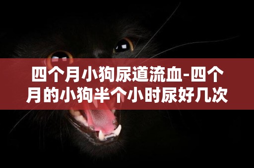 四個月小狗尿道流血-四個月的小狗半個小時尿好幾次是怎么回事
