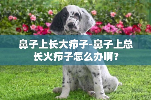 鼻子上長大癤子-鼻子上總長火癤子怎么辦啊？