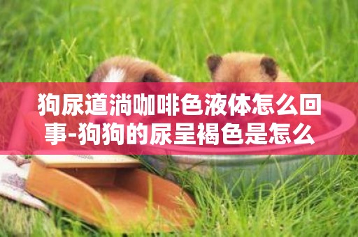 狗尿道淌咖啡色液體怎么回事-狗狗的尿呈褐色是怎么回事？