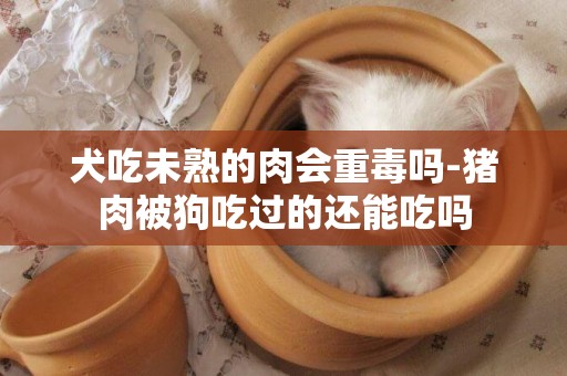 犬吃未熟的肉會重毒嗎-豬肉被狗吃過的還能吃嗎