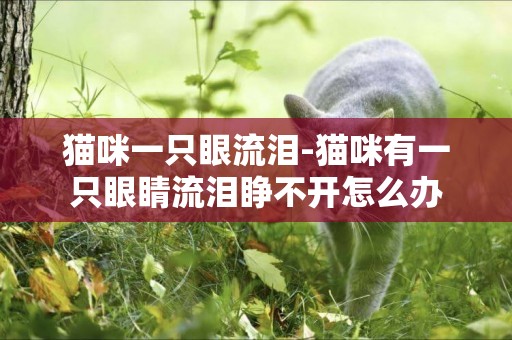 貓咪一只眼流淚-貓咪有一只眼睛流淚睜不開怎么辦