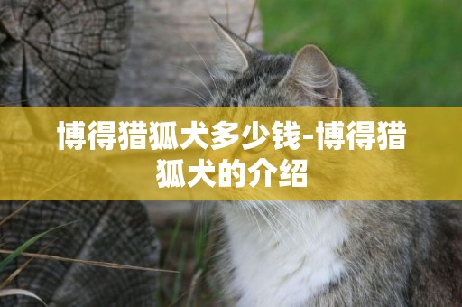 博得獵狐犬多少錢-博得獵狐犬的介紹