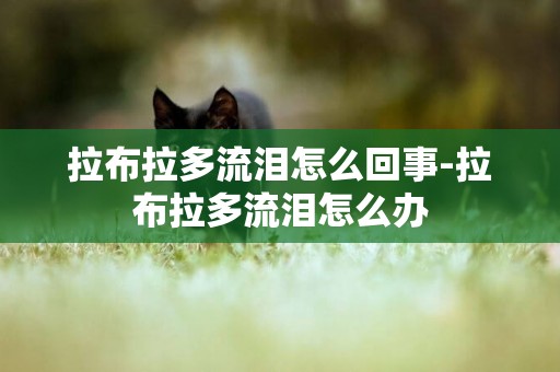 拉布拉多流淚怎么回事-拉布拉多流淚怎么辦