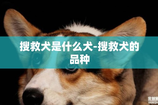 搜救犬是什么犬-搜救犬的品種
