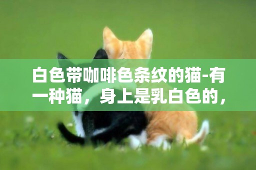 白色帶咖啡色條紋的貓-有一種貓，身上是乳白色的，臉是深褐色的’尾巴好像也是深褐色的，這種貓叫什么貓？