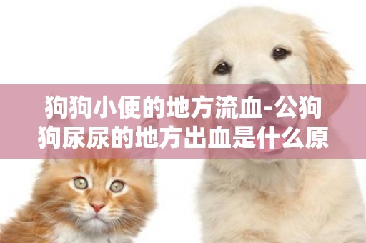 狗狗小便的地方流血-公狗狗尿尿的地方出血是什么原因