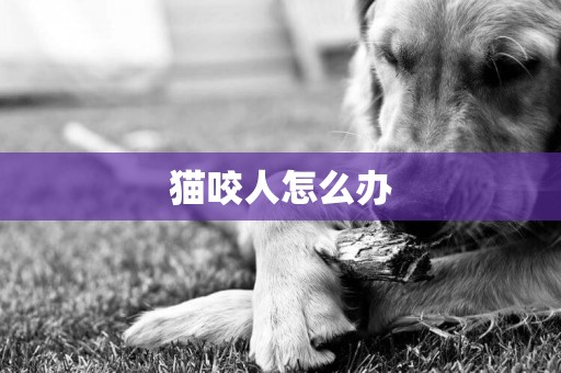 貓咬人怎么辦