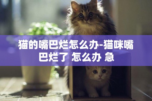 貓的嘴巴爛怎么辦-貓咪嘴巴爛了 怎么辦 急