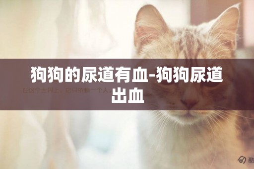 狗狗的尿道有血-狗狗尿道出血