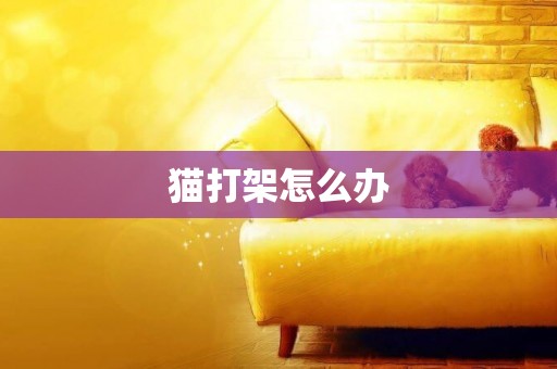 貓打架怎么辦