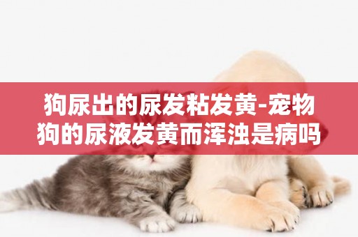 狗尿出的尿發粘發黃-寵物狗的尿液發黃而渾濁是病嗎？