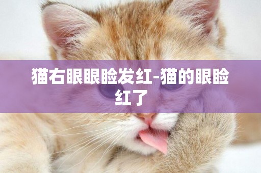 貓右眼眼瞼發紅-貓的眼瞼紅了