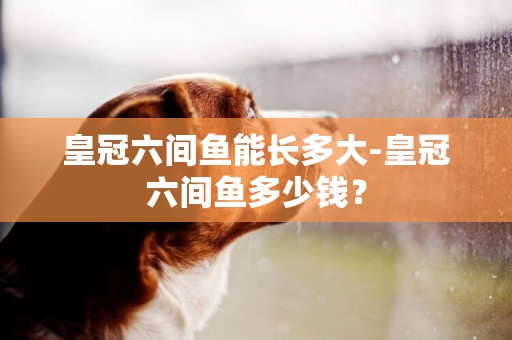 皇冠六間魚能長多大-皇冠六間魚多少錢？
