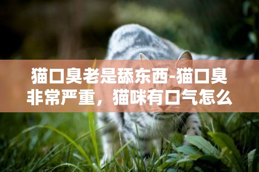 貓口臭老是舔東西-貓口臭非常嚴重，貓咪有口氣怎么辦