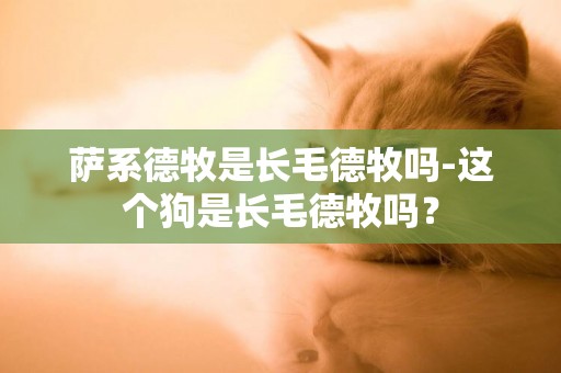 薩系德牧是長毛德牧嗎-這個狗是長毛德牧嗎？