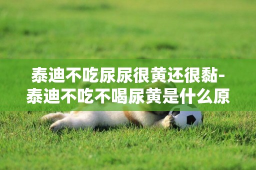 泰迪不吃尿尿很黃還很黏-泰迪不吃不喝尿黃是什么原因