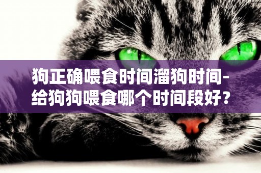 狗正確喂食時間溜狗時間-給狗狗喂食哪個時間段好？