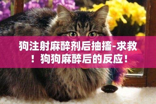 狗注射麻醉劑后抽搐-求救！狗狗麻醉后的反應！