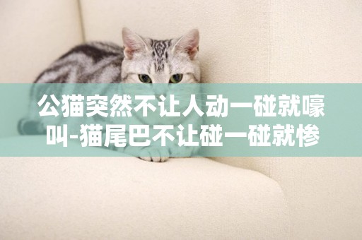 公貓突然不讓人動一碰就嚎叫-貓尾巴不讓碰一碰就慘叫怎么回事
