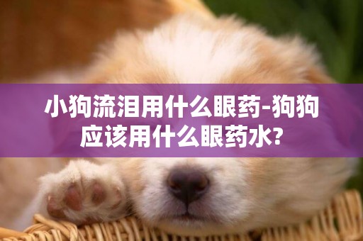 小狗流淚用什么眼藥-狗狗應該用什么眼藥水?