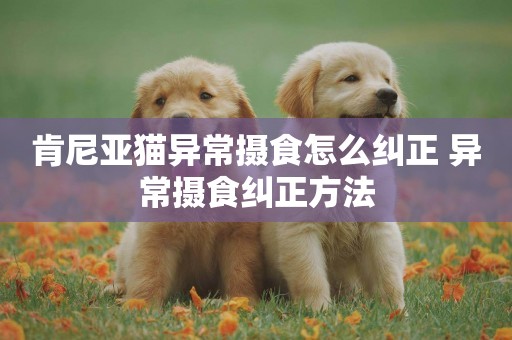 肯尼亞貓異常攝食怎么糾正 異常攝食糾正方法