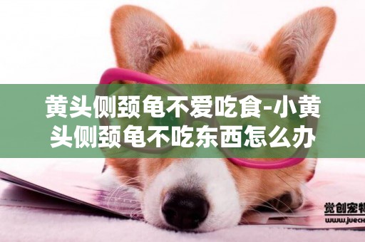黃頭側頸龜不愛吃食-小黃頭側頸龜不吃東西怎么辦