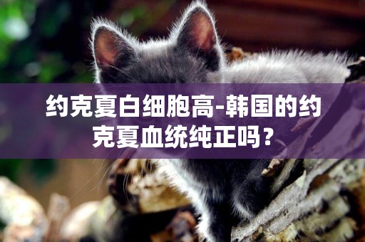 約克夏白細胞高-韓國的約克夏血統純正嗎？
