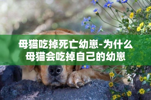 母貓吃掉死亡幼崽-為什么母貓會吃掉自己的幼崽