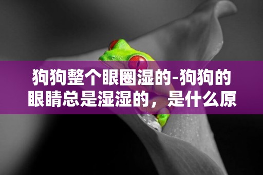 狗狗整個眼圈濕的-狗狗的眼睛總是濕濕的，是什么原因？