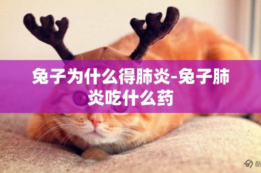 兔子為什么得肺炎-兔子肺炎吃什么藥