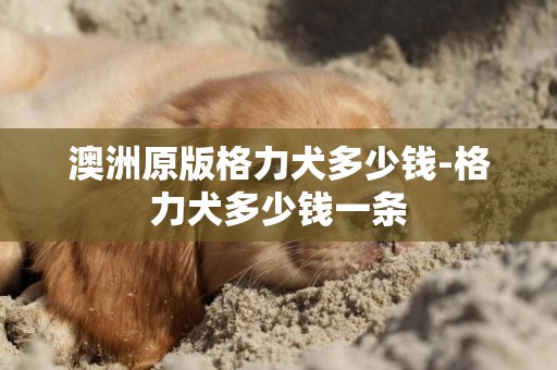 澳洲原版格力犬多少錢-格力犬多少錢一條