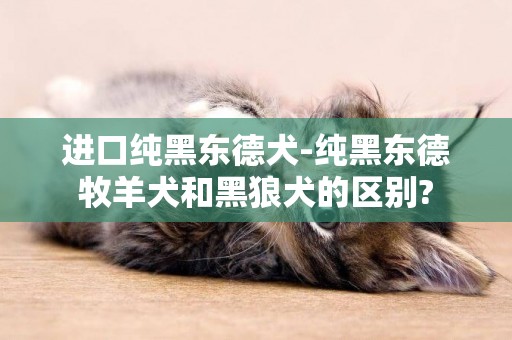 進口純黑東德犬-純黑東德牧羊犬和黑狼犬的區別?