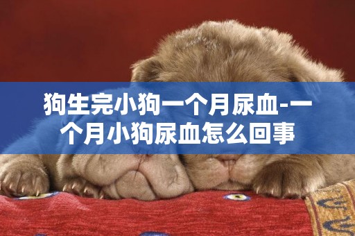 狗生完小狗一個月尿血-一個月小狗尿血怎么回事