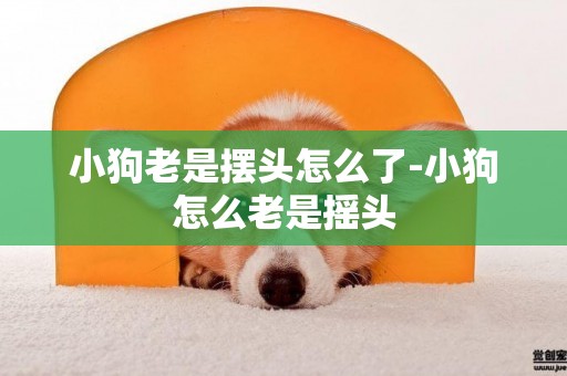 小狗老是擺頭怎么了-小狗怎么老是搖頭