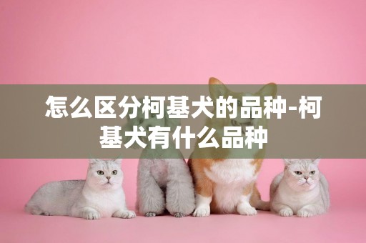 怎么區分柯基犬的品種-柯基犬有什么品種