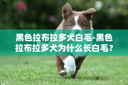 黑色拉布拉多犬白毛-黑色拉布拉多犬為什么長白毛？