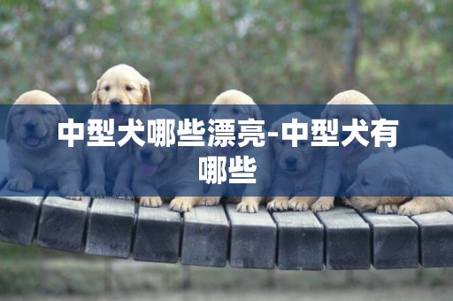 中型犬哪些漂亮-中型犬有哪些