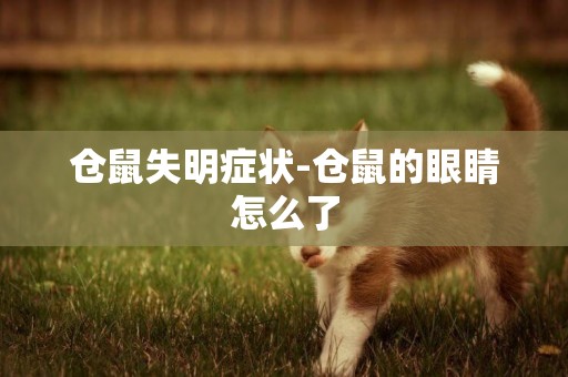 倉鼠失明癥狀-倉鼠的眼睛怎么了