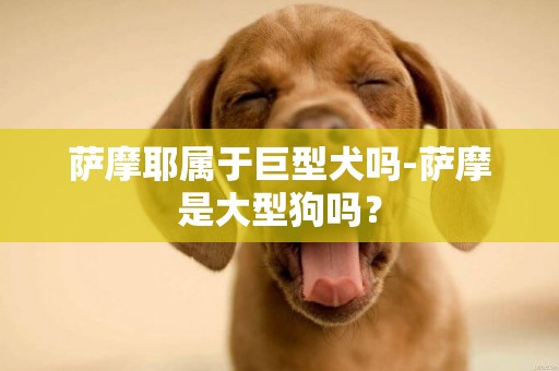 薩摩耶屬于巨型犬嗎-薩摩是大型狗嗎？