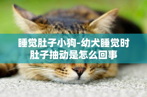 睡覺肚子小狗-幼犬睡覺時肚子抽動是怎么回事