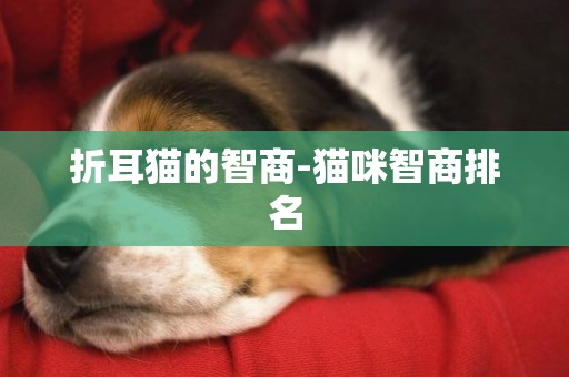 折耳貓的智商-貓咪智商排名